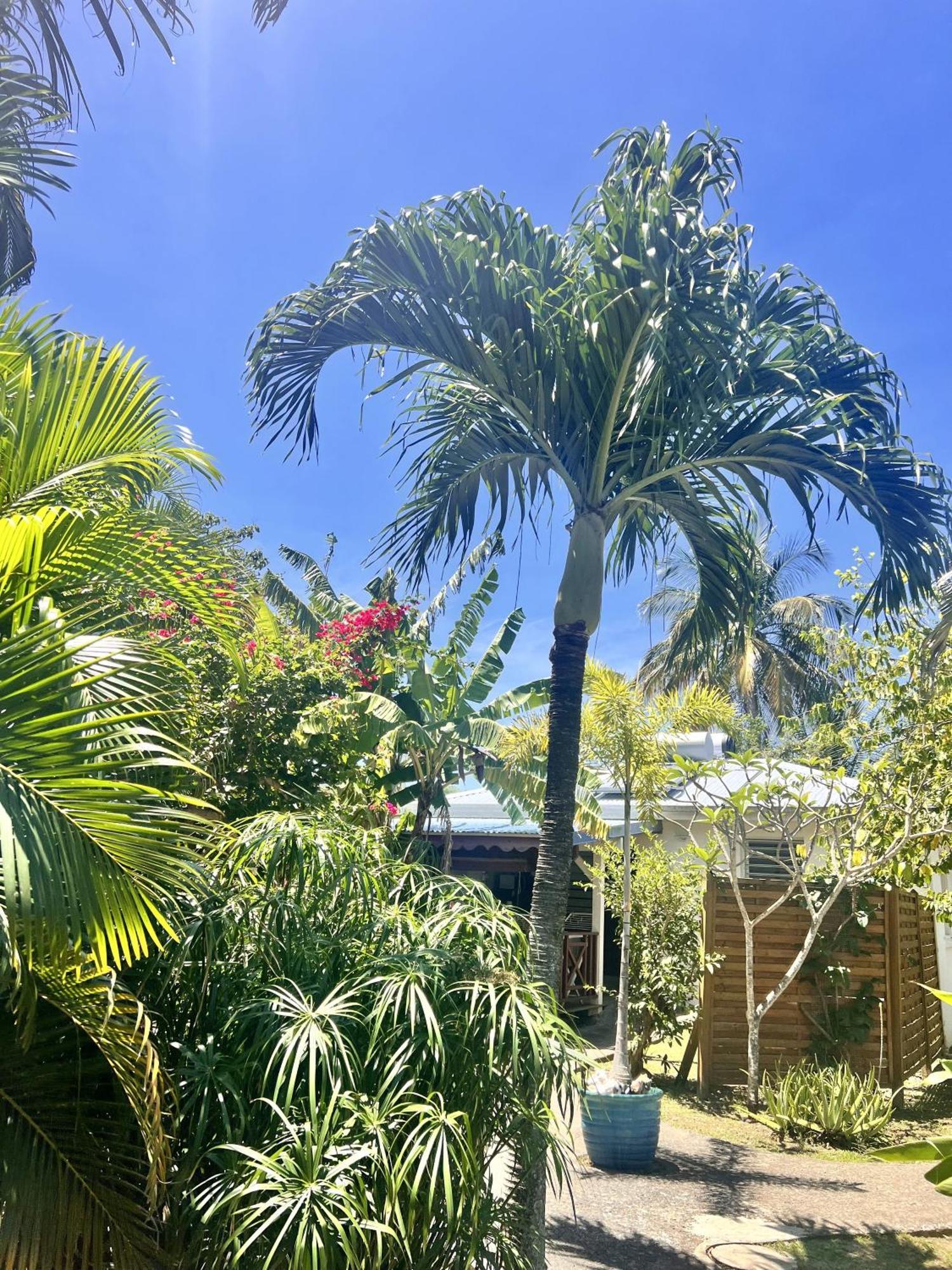 Baz Creole Villa Deshaies Buitenkant foto